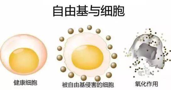 硒語 | 美國華裔專家揭曉新病毒與自由基的關(guān)系！