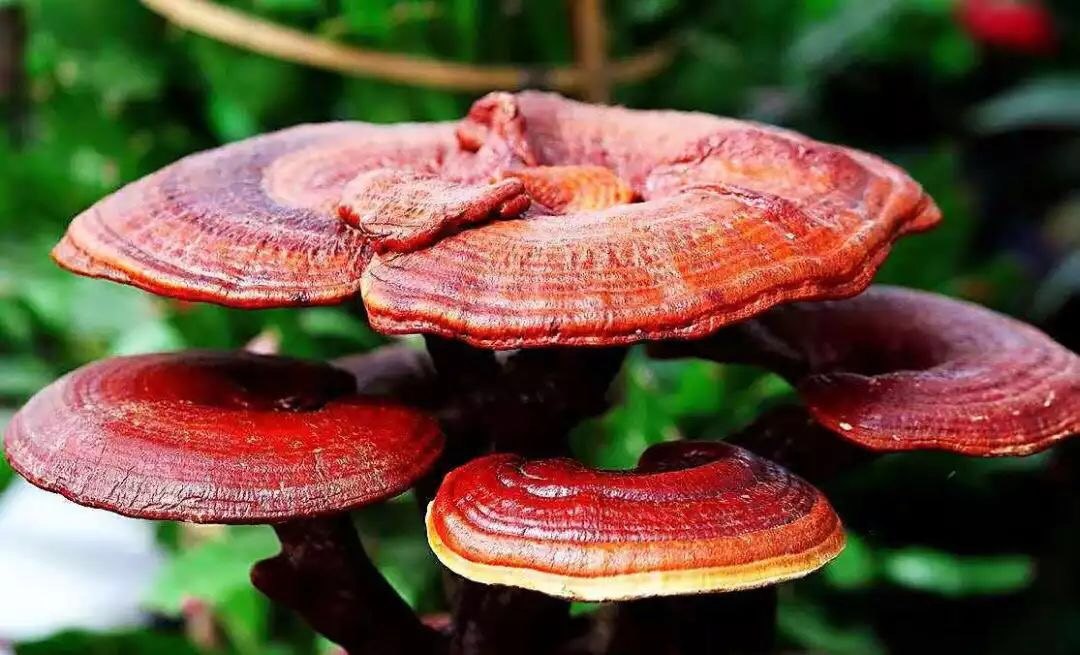 正處三伏天，靈芝孢子粉養(yǎng)生正當時