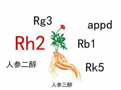 中藥人參皂苷的輔助作用，Rh2和Rg3都不錯(cuò)