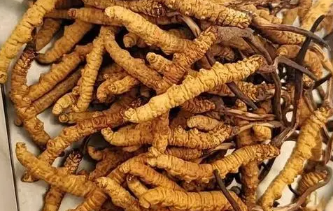 冬蟲(chóng)夏草那么多種吃法，哪種才能發(fā)揮作用？