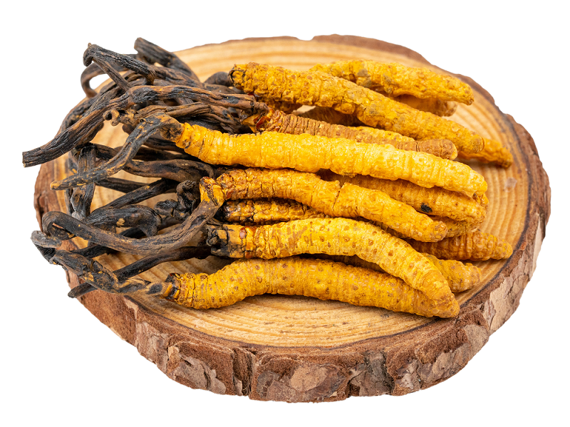 聽(tīng)說(shuō)蝙蝠蛾擬青霉與冬蟲(chóng)夏草有關(guān)？是真的嗎