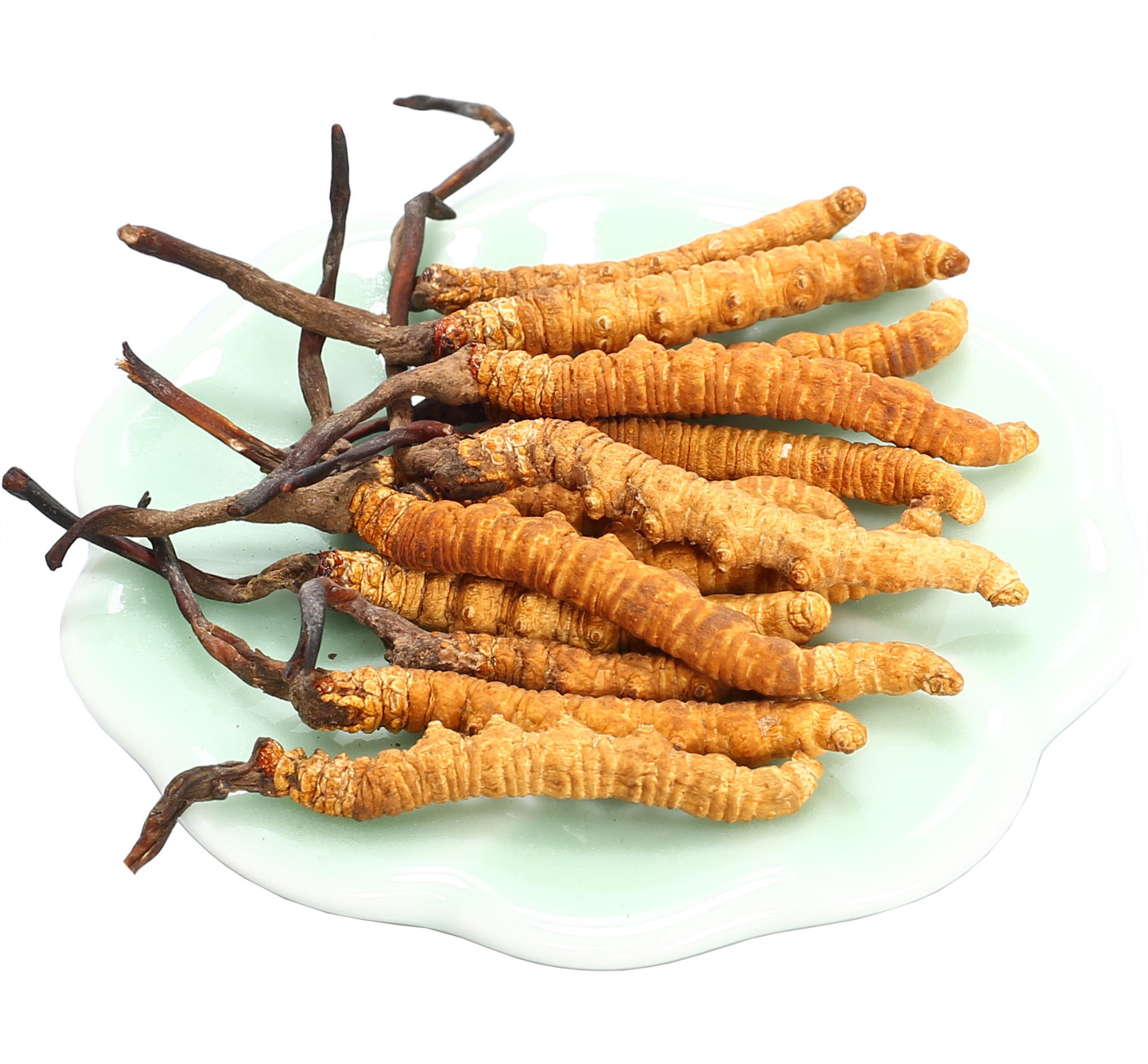 蝙蝠蛾擬青霉菌，高科技工藝開(kāi)辟保健新思路