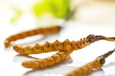 冬蟲(chóng)夏草菌絲體，蟲(chóng)草健康養(yǎng)生新時(shí)代