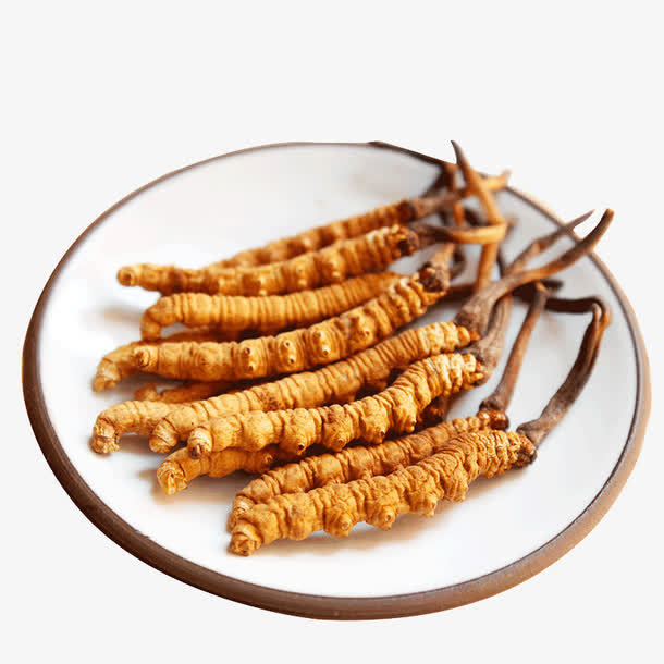 冬蟲(chóng)夏草菌絲體是如何產(chǎn)生的？