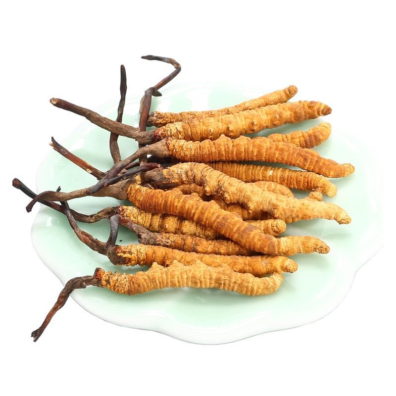 冬蟲夏草中的蟲草素的主要作用是什么？