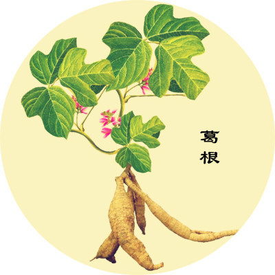 葛根能降糖是真的嗎？